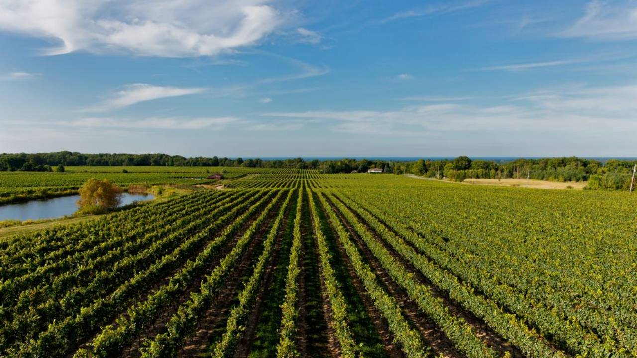 Regiunea viticola DUNAREA din Ungaria